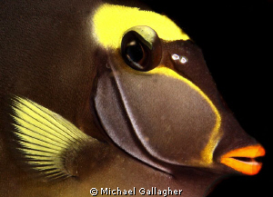 Unicornfish close-up portrait, Komodo, Indonesia by Michael Gallagher 